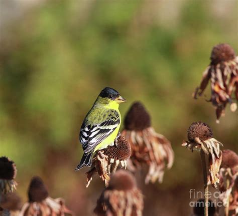 Male Lesser Goldfinch Photograph by Gary Wing - Pixels