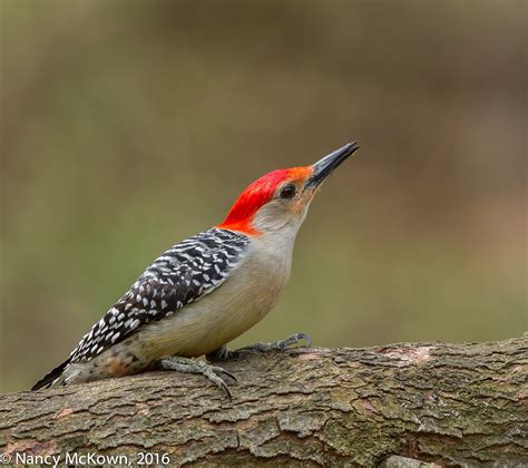 Photographing Red Bellied Woodpeckers and Thoughts From a Camera Aficionado | Welcome to ...