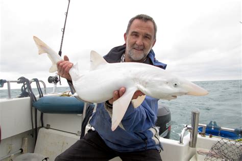 Ultra-rare 'albino' shark is first ever caught off coast of Britain - London Daily