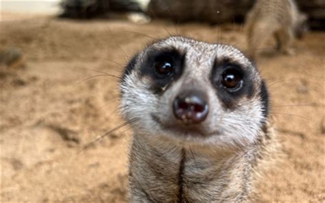 Meerkat Encounter Frequently Asked Questions Rockhampton Zoo