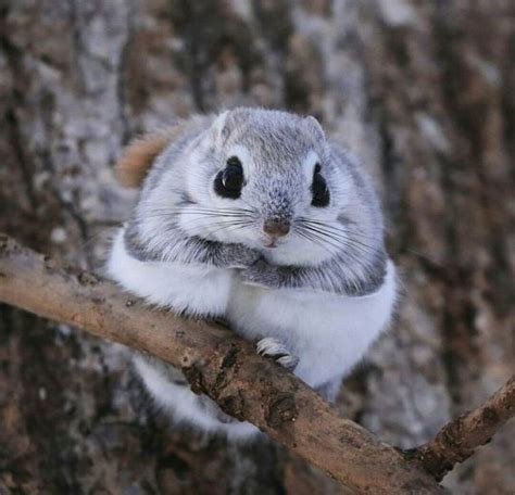 Japanese dwarf flying squirrel : r/Eyebleach