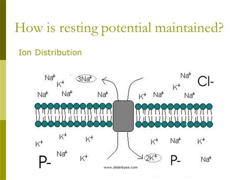 How is resting potential maintained?