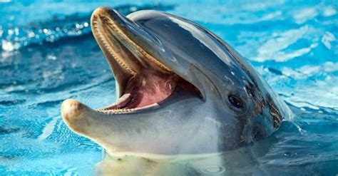 Dolphin Teeth: Everything You Need to Know - A-Z Animals