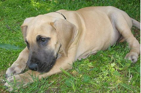 Fawn great dane puppies photo.PNG