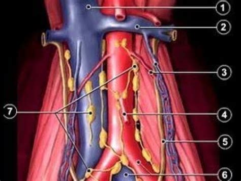 Laparoscopic Para-aortic Lymph Node Biopsy • Video • MEDtube.net