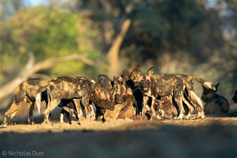 Declining Dynasties: Painted Wolf Pressures - Africa Geographic