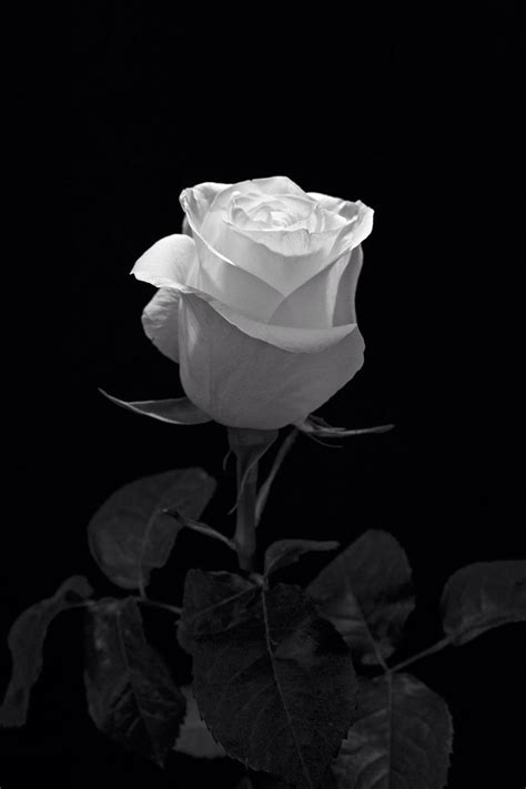 Pin by Mm on Black•White Mood | Black and white roses, White roses, Black and white flowers