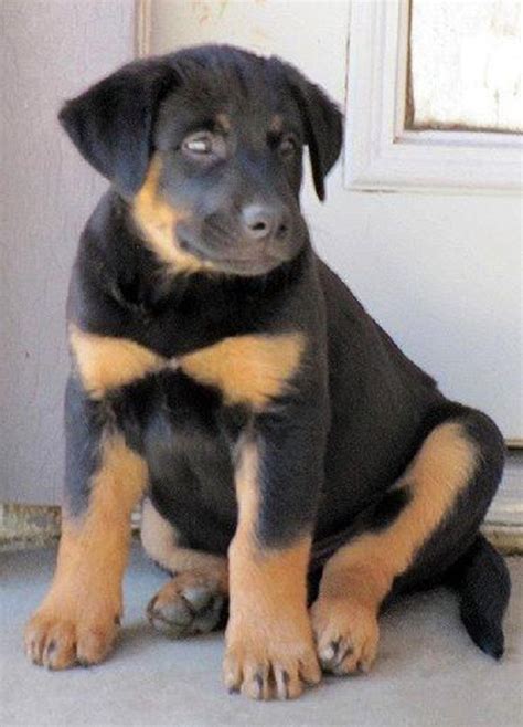 Rottweiler And Lab Mix, Labrador Rottweiler Mix Information and Photos ...