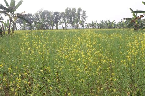 Mustard Farm on Field for Harvest are Cash Crops Stock Photo - Image of ...