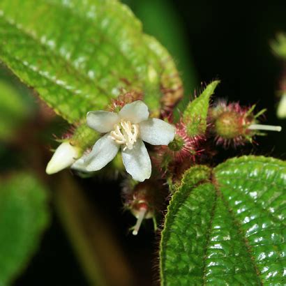 Clidemia hirta - Koster's Curse, Soapbush, Soap Bush, Clidemia - Hawaiian Plants and Tropical ...