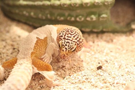 Leopard Gecko Shedding: Causes, Problems and Cures - Reptileszilla