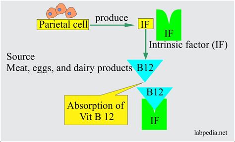 Anemia:- Part 3 - Megaloblastic Anemias, Macrocytic, Vitamin B12 and Folic Acid Deficiency, and ...