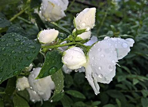 Growing Jasmine Plants in Pots from Cuttings and Seed | Gardening Tips