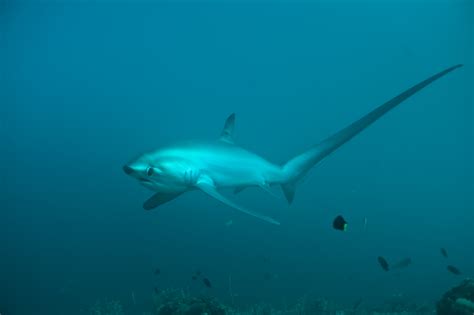 Thresher Shark