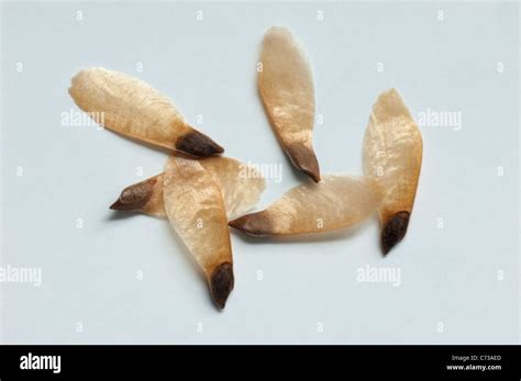 Common Spruce, Norway Spruce (Picea abies), seeds. Studio picture ...