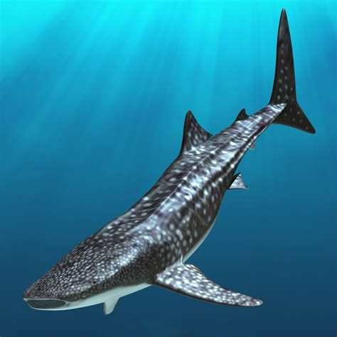 obj rhincodon typus whale shark