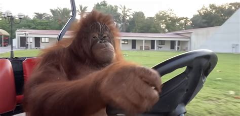 Even An Orangutan Can Drive A Golf Cart — Geoff Shackelford