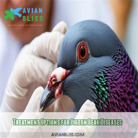 Pigeon Beak Need Treatment: Effective Care for Common Beak Issues