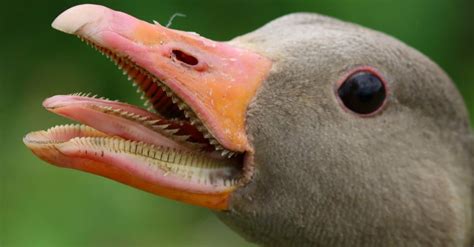 Goose Teeth: Everything You Need to Know - A-Z Animals