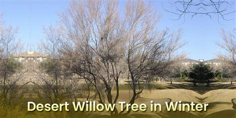 Desert Willow Tree In Winter – How It Looks Like? - EmbraceGardening