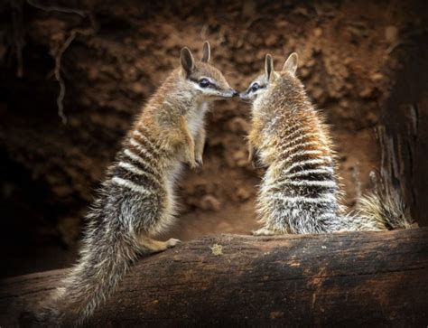 Numbat Babies - Australian Photography