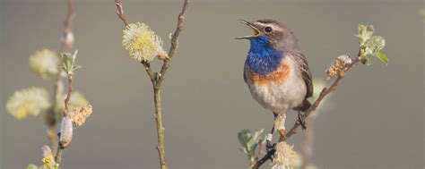 North France’s special birds | Visiting France