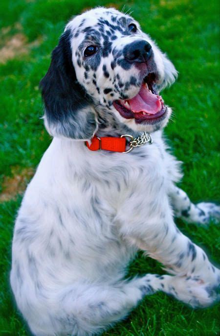 17 English Setter Mix ideas | english setter, dogs, english