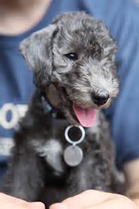 File:00 Smiling Bedlington Terrier puppy.jpg - Wikimedia Commons