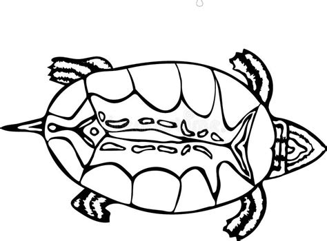 Isolated Painted Turtle Stock Illustrations – 522 Isolated Painted Turtle Stock Illustrations ...