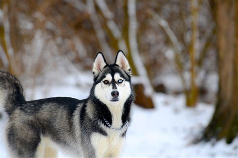 Siberian Husky Snow Dogs HD Wallpapers