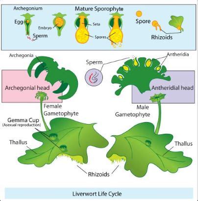 Bryophytes Life Cycle, Characteristics, Structure & Examples | What are Bryophytes? | Study.com