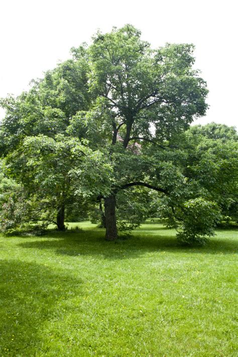 Ohio Buckeye Tree | ClipPix ETC: Educational Photos for Students and ...