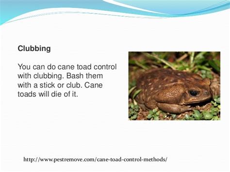 Cane toad control methods