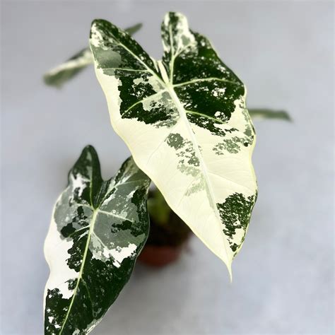 Alocasia Frydek Variegata – Downtown Plant Club