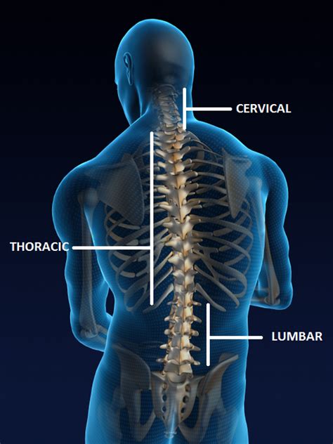 Facet Joint Injection | Tomoya Sakai, MD | Spine & Pain Institute of ...