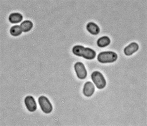 Photosynthetic Bacteria to Power the Heart