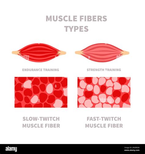 Slow twitch and fast twitch muscle fiber types illustration Stock ...