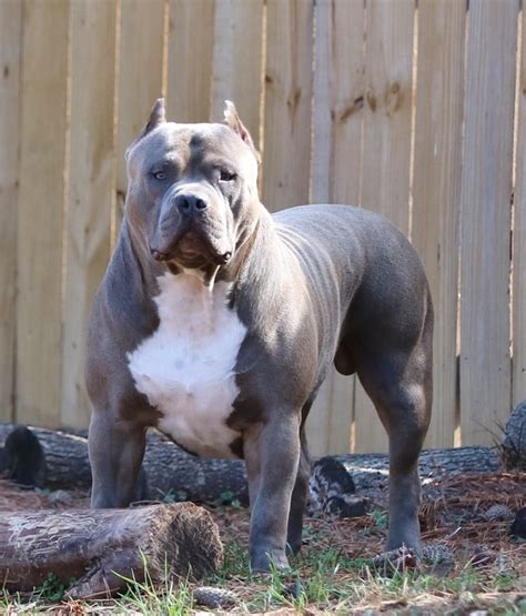 American Bully Xl How Big