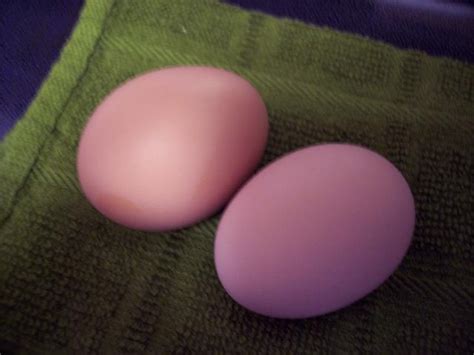 Post your Red Star eggs | BackYard Chickens