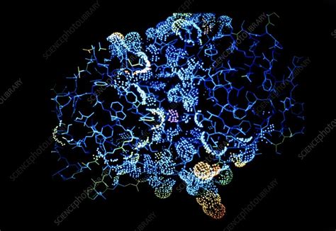 Molecular structure of pepsin enzyme - Stock Image - A605/0003 - Science Photo Library