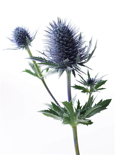 Blue thistle clipart - Clipground