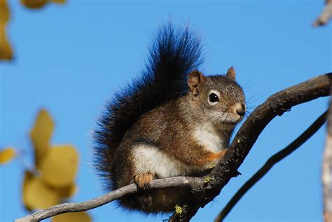 Pine squirrels love, love, love their pines! | Welcome Wildlife