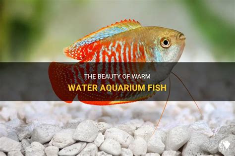 The Beauty Of Warm Water Aquarium Fish | PetShun