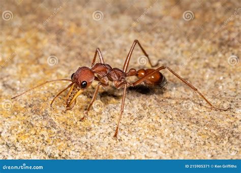 Australian Bull Ant stock image. Image of defensive - 215905371