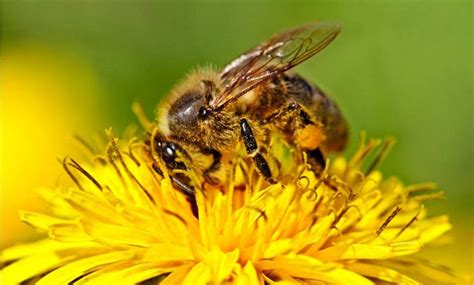 Bees & Biodiversity: new cooperations - EBCD