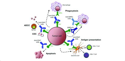 | Targeting the CD47-SIRPα pathway in cancer. Therapeutic targeting of... | Download Scientific ...