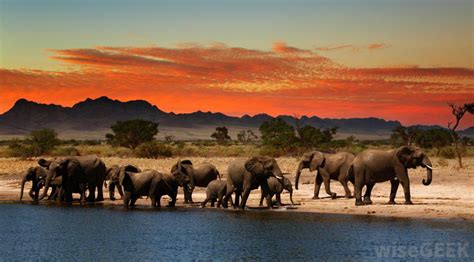 Habitat - AFRICAN ELEPHANTS