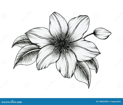 Clematis Vintage Illustration | CartoonDealer.com #163289728