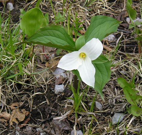 Trillium | Description, Species, & Facts | Britannica