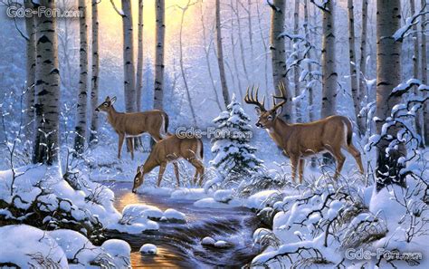 Deer Desktop Wallpapers - Wallpaper Cave